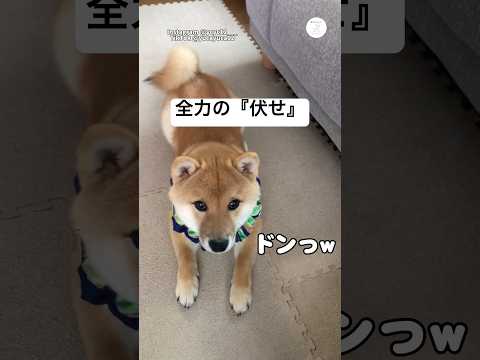 伏せが全力すぎてドンッなる犬　豆柴　柴犬　犬　かわいい犬 犬のいる暮らし サムネイル