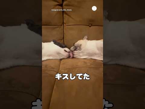 衝撃…寝ながらキスする2匹の犬　フレンチブルドッグ フレブル　ボストンテリア 犬　犬のいる暮らし サムネイル