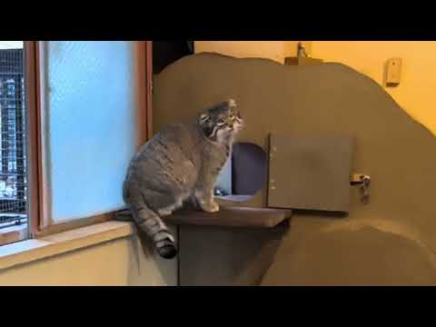 オトちゃん　再度降りる‼️ マヌルネコ　埼玉県こども動物自然公園　2026年3月6日 サムネイル