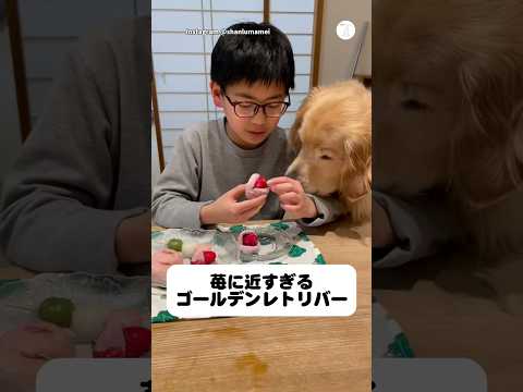 苺に近すぎる…思わず顔を寄せてしまうゴールデンレトリバー　　ゴールデンレトリバー 大型犬　犬　かわいい犬 犬のいる暮らし サムネイル