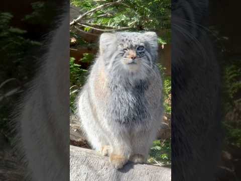 shorts アブちゃんがウインク😉　マヌルネコ　那須どうぶつ王国にて　2026年3月1日 サムネイル