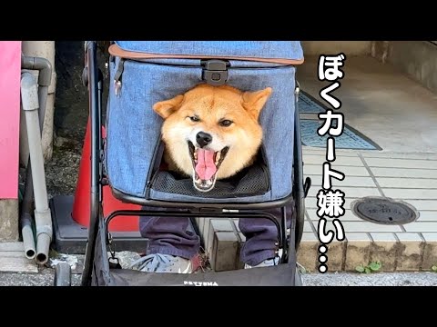 【年末年始】保護犬多頭飼いファミリーの年明けは今年もハチャメチャ サムネイル