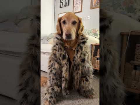 Transparent Lingerie & See-through Styles Shein 2025 Bikini… サムネイル