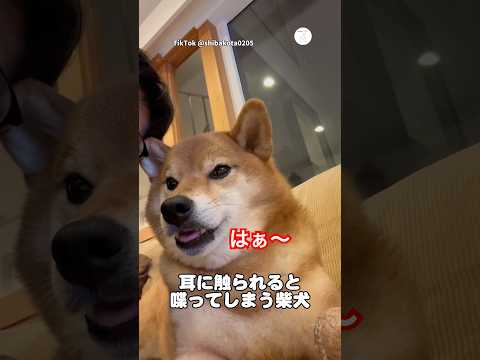 耳に触られると喋ってしまう柴犬　柴犬　犬　かわいい犬 かわいい いぬ サムネイル