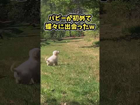 仕事で疲れた皆に贈る笑いと癒しの子犬5選ww　子犬 笑える 癒し 子犬のいる生活 子犬のいる暮らし 犬好きさんと繋がり… サムネイル