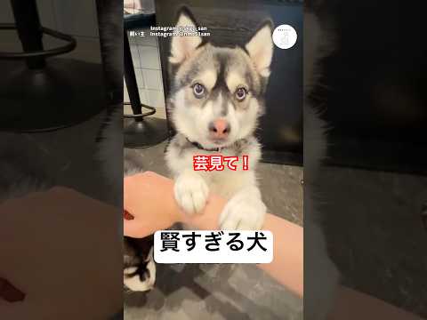 飼い主の指示で次々と芸をする犬　犬　いぬ　ミニポンスキー　いぬ 犬のいる暮らし サムネイル