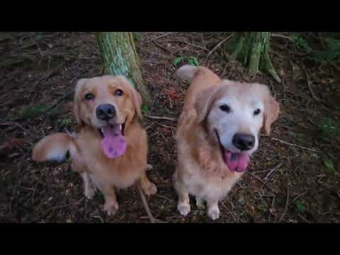 ビスとイロハからのお礼。今年も残すところわずかとなりました。 サムネイル