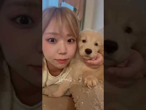 大きくなったなぁ〜としみじみするこの頃🍁🍂 ゴールデンレトリバー ゴールデンレトリバーのいる暮らし サムネイル