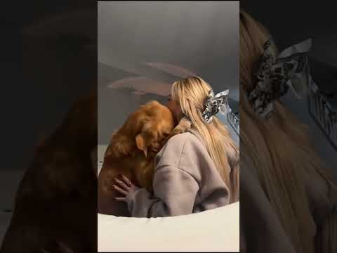 coming home to my golden retriever🥵goldenretreivers dog pup… サムネイル