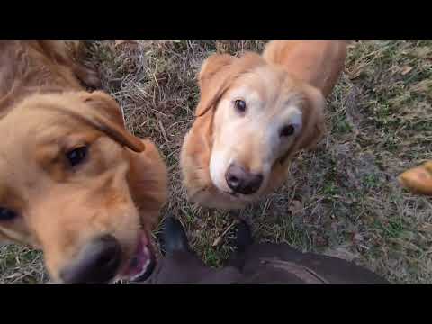 [いろは絵日記７] [長文概要欄] 懐かしい高台で聴く時報音楽の「ふるさと」は花梨の香りを届けます。　2025年12月… サムネイル