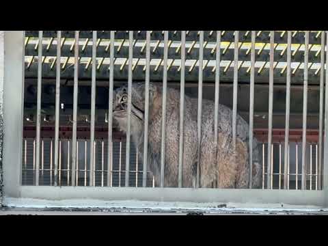 裏窓から♪ マヌルネコのこども　東山動植物園にて　2025年12月12日 サムネイル
