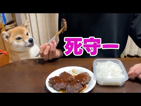 ハンバーグは死守したい柴犬小夏　豆乳ハマってます サムネイル