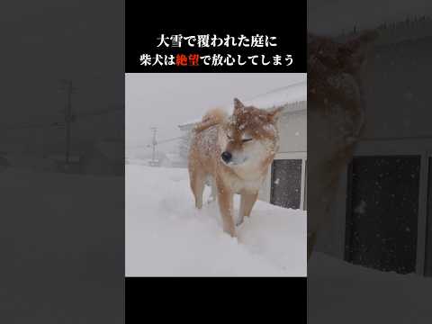 あまりの大雪に柴犬は絶望で放心してしまう 柴犬ハチ shibainu 犬のいる生活 サムネイル