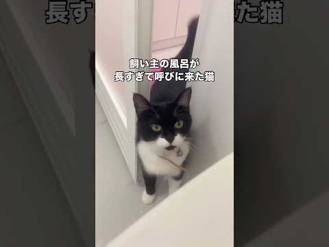 長風呂していたら飼い猫が主を呼びに来た 保護猫 野良猫 ハチワレ 猫 サムネイル