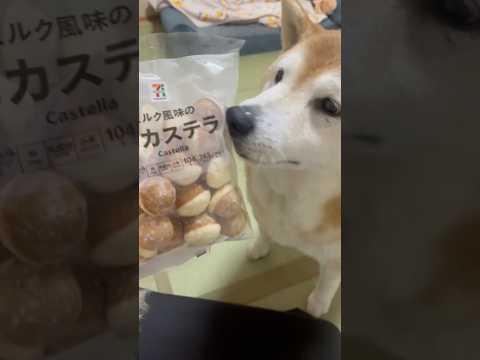 柴犬福 ついに鈴カステラと共演した鈴カステラの妖精柴犬🤣Sister and Shiba🤣姉と柴 shorts fun… サムネイル