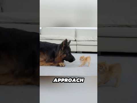 German Shepherd Tries Hard to Make Friends with a Kitten ❤️ サムネイル