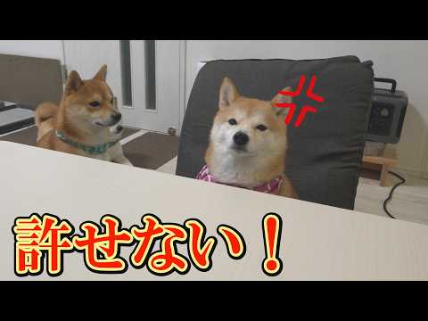 ママのイスに不満顔で座り、ママが隠し持つおもちゃを要求する柴犬が可愛い。 サムネイル