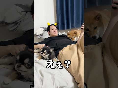 物音に反応するところマジでワロタww 柴犬 チワワ shorts サムネイル
