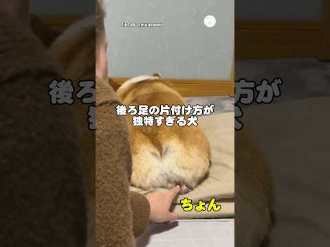 後ろ足のしまい方が独特すぎる犬　コーギー　犬　面白い　かわいい犬 犬のいる暮らし サムネイル