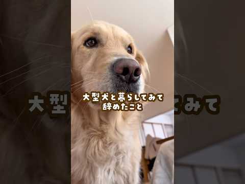 大型犬と暮らして辞めたこと ゴールデンレトリバー 大型犬のいる生活 goldenretreiver 大型犬と子供 サムネイル