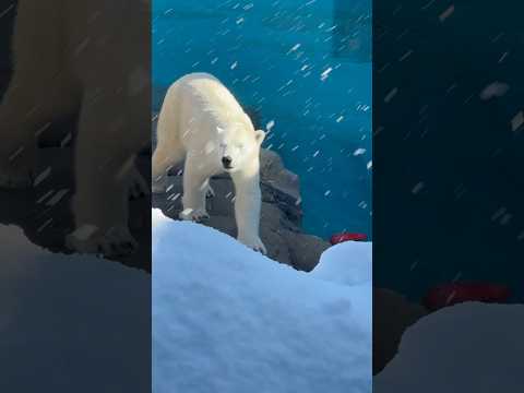 shorts ホッキョクグマのゆめちゃん　王子動物園　2025年12月27日 サムネイル