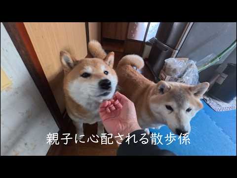 柴犬は負傷した群れの仲間を見捨てたりはしません ギックリ腰 サムネイル