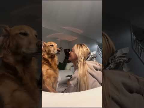 coming home to my golden retriever🥵goldenretreivers dog pup… サムネイル