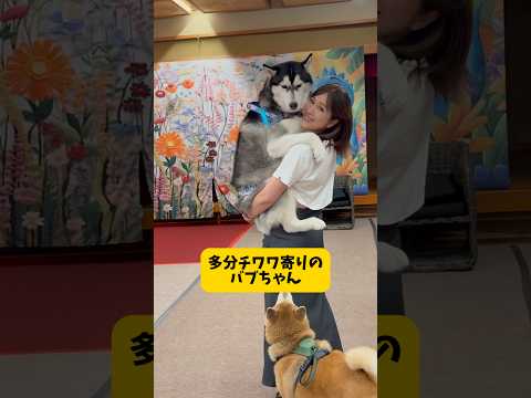 石橋を叩いて渡る系ハスキーが面白すぎる件 シベリアンハスキー shorts サムネイル