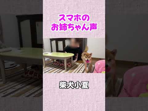 スマホのお姉ちゃんの声にも大興奮 サムネイル