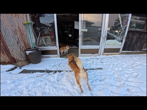 倉庫の中を高速で駆け回るモモさんめがけて末っ子ちゃんミサイル発射！ サムネイル