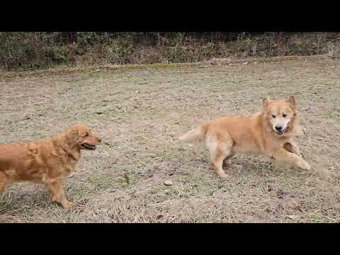 「勝手知ったる大阪の里山」大阪二日目のトン君は一層リラックスモード。ゴールデンレトリバー  goldenretriev… サムネイル