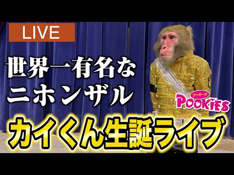 世界一有名なニホンザル「カイくん」の24歳…！どこがどう老いているのか…全て話します。 サムネイル