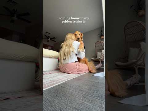 coming home to my golden retriever🥵goldenretreivers dog pup… サムネイル