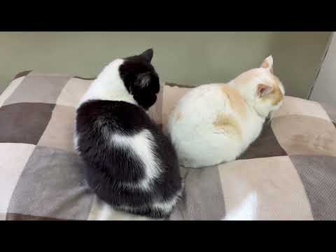 クコくんとタタンくん　ワンニャンリビング　那須どうぶつ王国にて　2026年1月30日 サムネイル