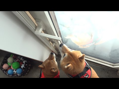 落雪で庭に出られない朝、柴犬たちは… サムネイル
