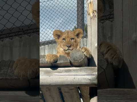 shorts お耳が警戒モード　仔ライオンのアルくん？　のんほいパーク　2026年1月23日 サムネイル