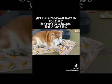 柴犬福 柴犬福 母戻ったらわざわざホネを隠してた柴犬-Tik ver.🤣Mother's boy🤣shorts 柴犬… サムネイル