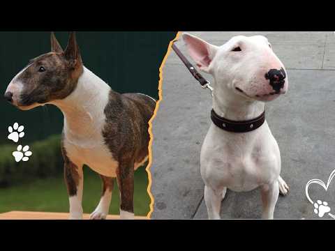 Why Bull Terriers Are a Nightmare for First-Time Owners サムネイル
