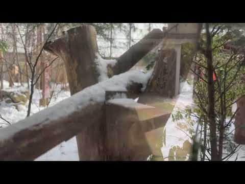 ニホンリス　那須どうぶつ王国にて　2026年1月30日 サムネイル