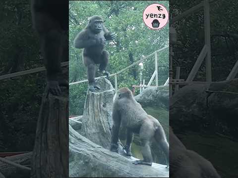 gorilla Ringo拍胸踱腳太可愛啦 gorillatag taipeizoo 金剛猩猩 台北市立動物園 サムネイル