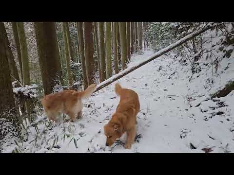 雪降ってきたから山へ入るよ。ゴールデンレトリバーと雪山散歩。ゴールデンレトリバー goldenretriever サムネイル