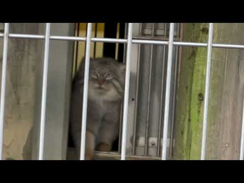 エルくん 気配➕‥  マヌルネコ　東山動植物園にて　2025年12月15日 サムネイル