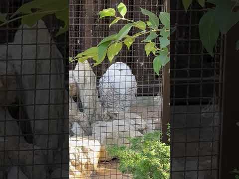 shorts シロフクロウ　のんほいパークにて　2026年1月23日 サムネイル