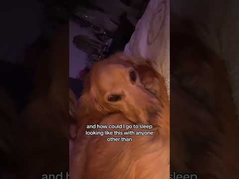 dog-tor coby to rescue🛟goldenpup puppy goldenpupppy dogbree… サムネイル