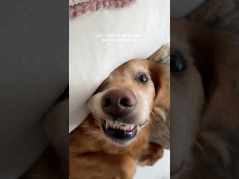 coming home to my golden retriever🤍goldenretreivers dog pup… サムネイル