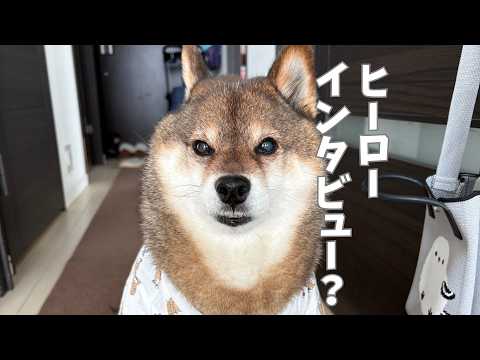 しぶしぶ夜の散歩へ出た柴犬が一転？ サムネイル