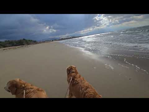 マテガイ堀は出来なかったけど綺麗な砂浜をビスとイロハで散策　香川県観音寺市の有明浜　ゴールデンレトリバー golden… サムネイル