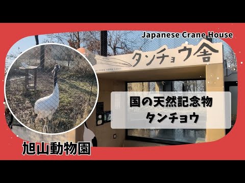 【旭山動物園】国の天然記念物タンチョウ✨[Asahiyama Zoo] The Japanese Crane, a n… サムネイル