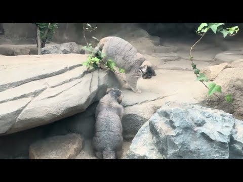 アズちゃんとオトちゃんのお遊びタイム　マヌルネコ　神戸どうぶつ王国　2025年12月28日 サムネイル