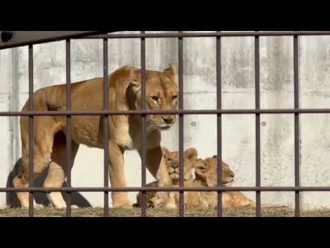 ママにピッタリくっ付く息子ズ🤭　ライオン　のんほいパークにて　2026年1月23日 サムネイル